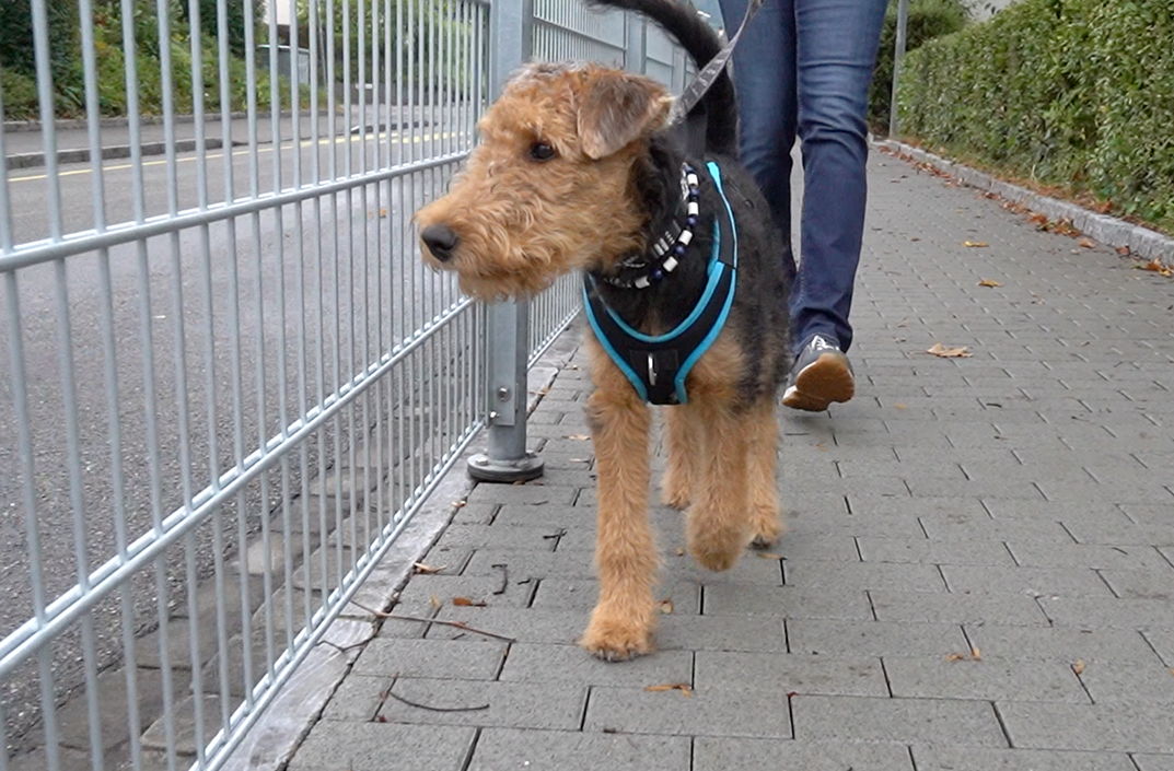 Case Study Of Daisy, 18 Week Old Airedale Terrier - 4Dvets