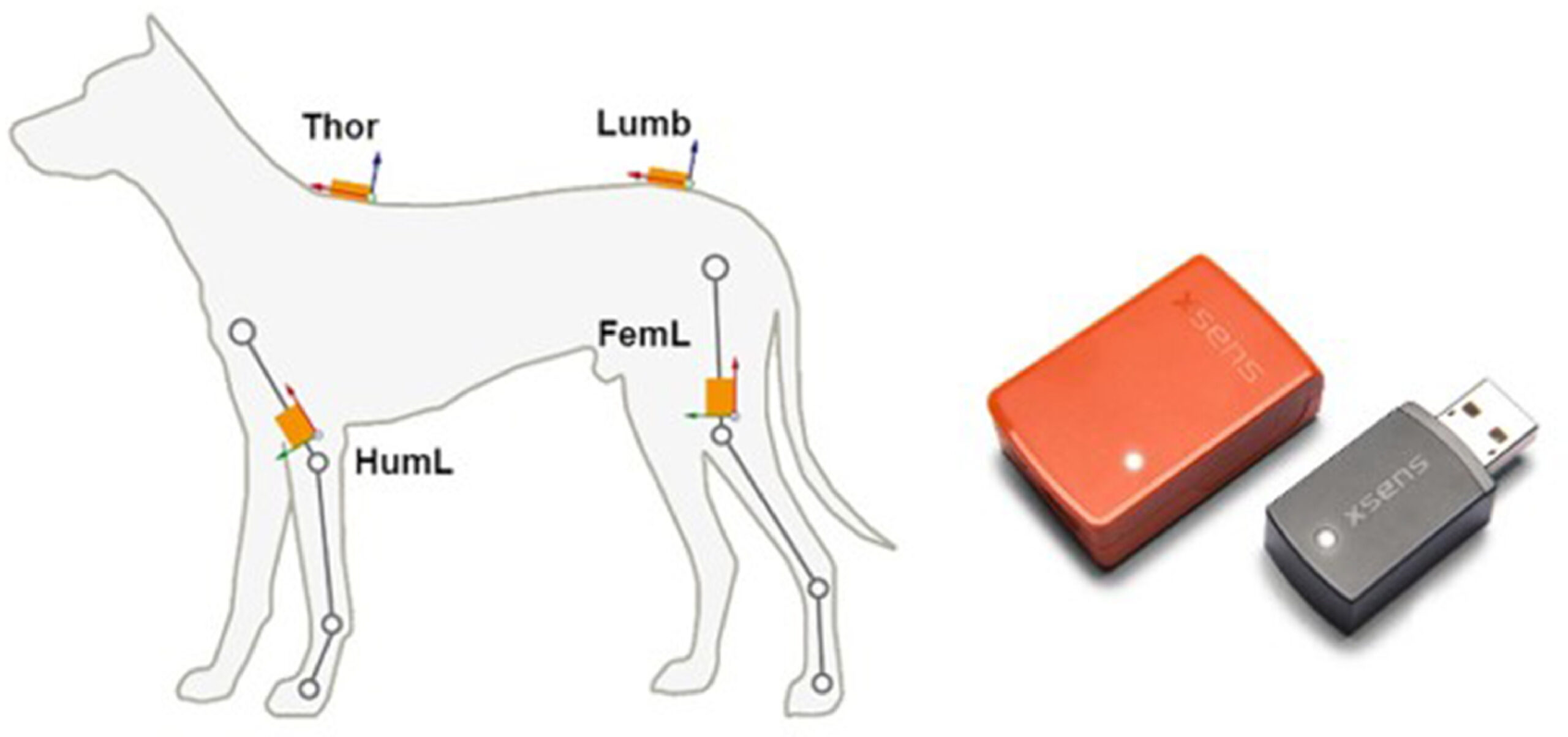 Unité de mesure inertielle Movella Xsens utilisée pour l'analyse de la démarche canine : LupoGait