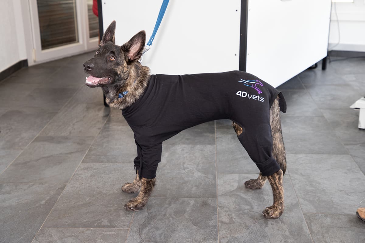 Canine gait analysis with the LupoGait® system.