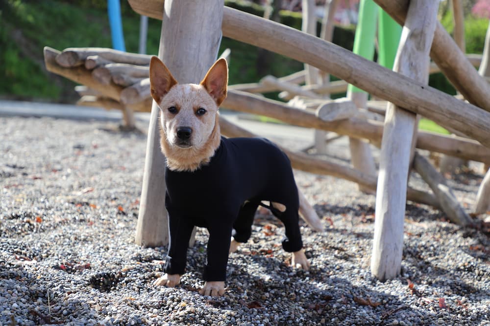 Analyse de la démarche canine avec le système LupoGait® : Chiot