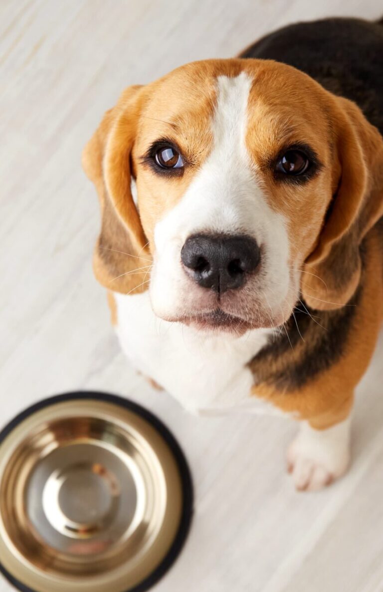 Leitfaden zur personalisierten Hundeernährung und Nahrungsergänzung