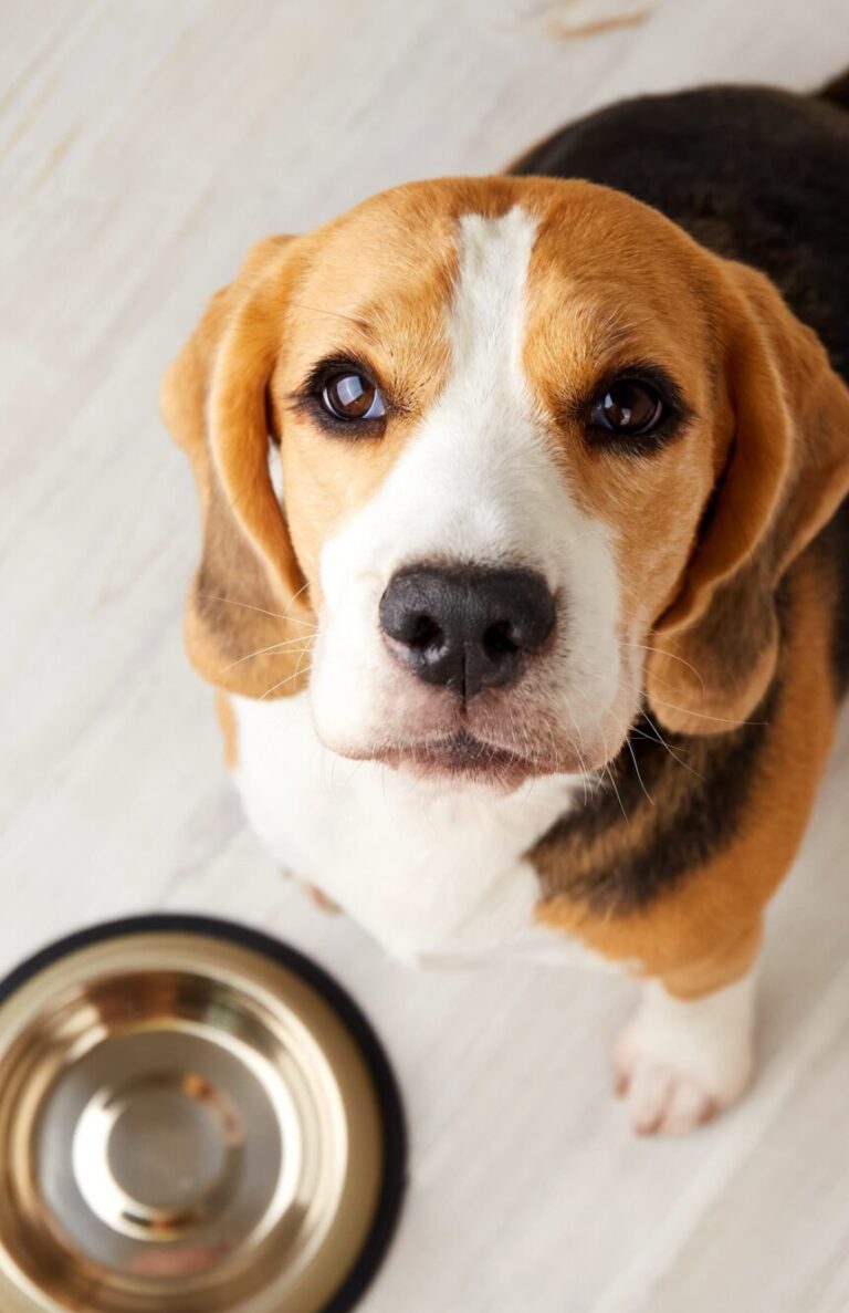 Guide to Personalised Canine Nutrition and Supplements